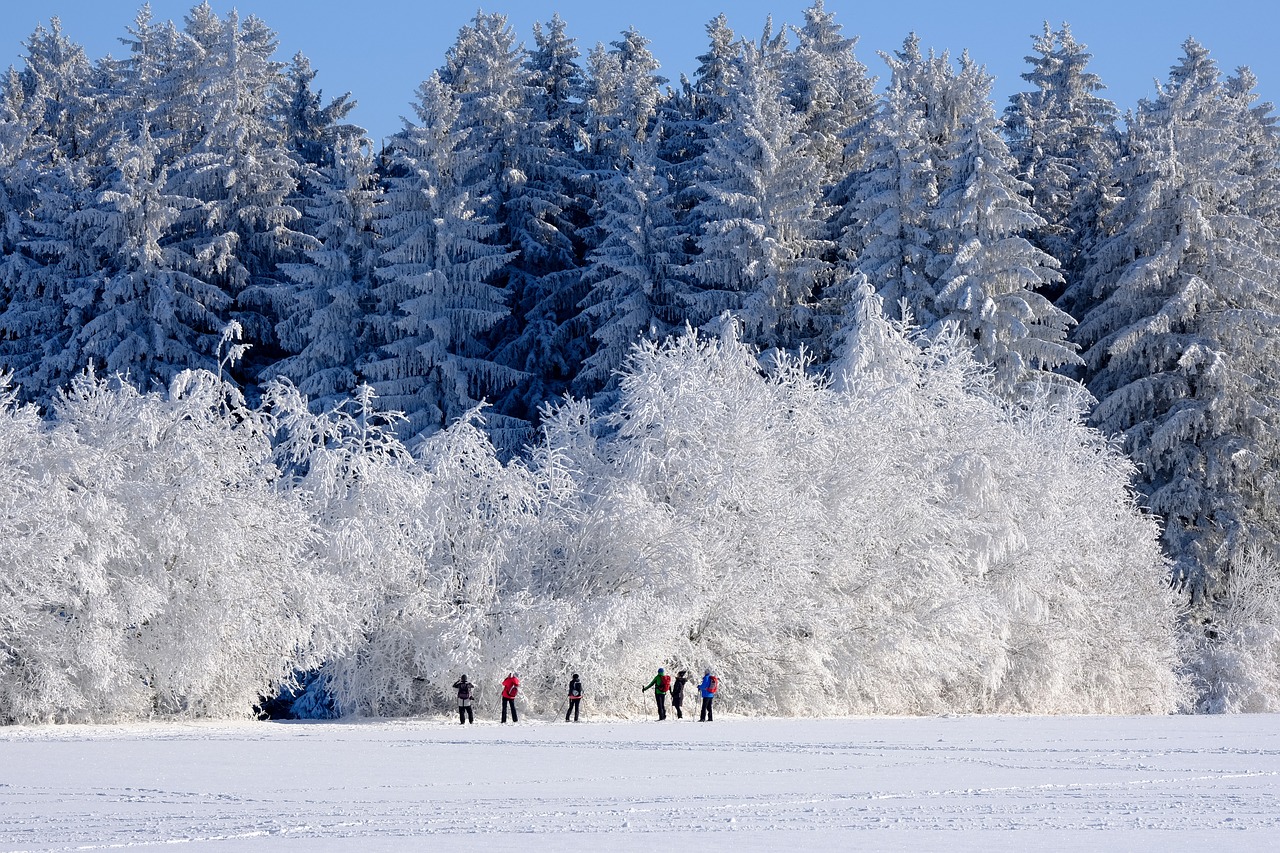winter, nature, trees-6762640.jpg