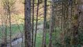 Ansicht von dem anliegenden Waldweg