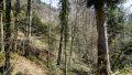 Wald