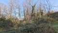 Waldbestand