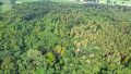 Vogelperspektive Wald