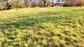 Offene Grünfläche  Vorderer Bereich des Grundstücks