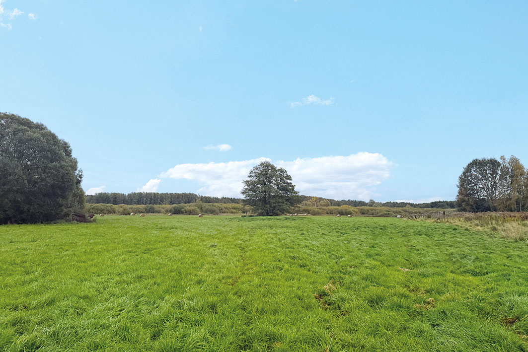 Blick aufs Grundstück