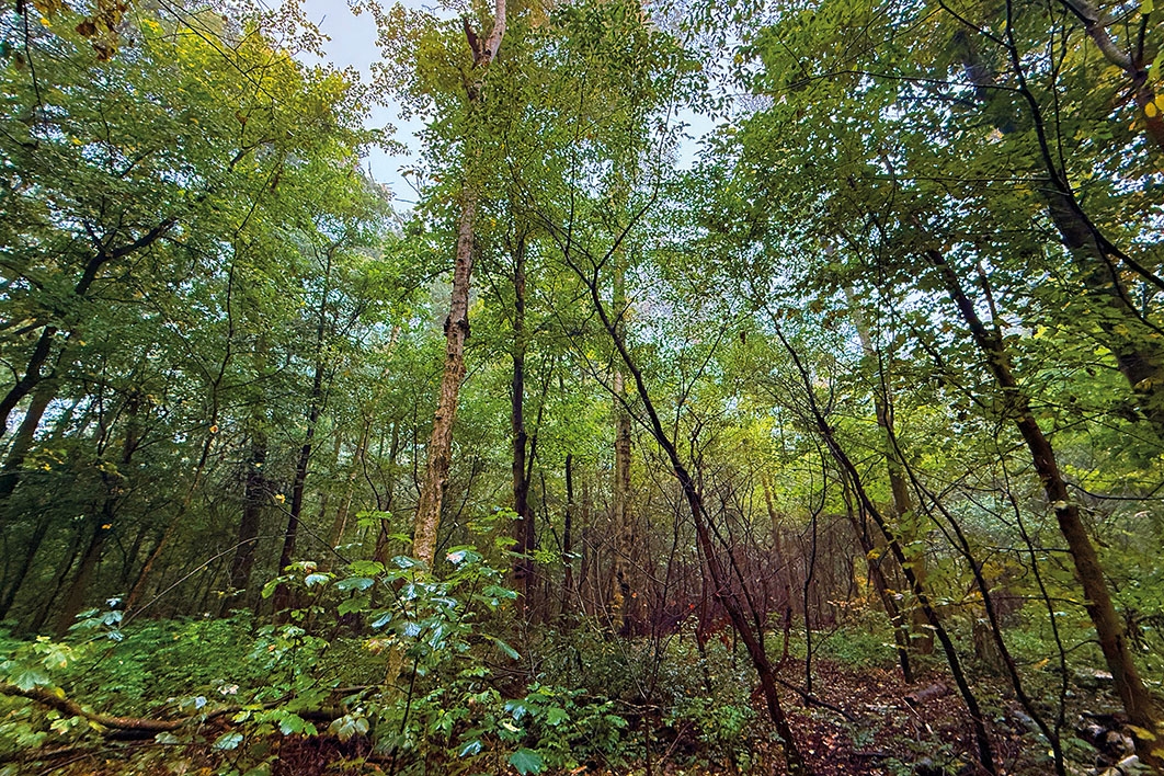 Baum-/Strauchbewuchs
