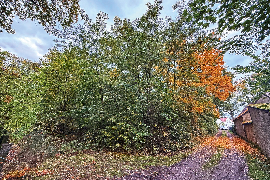 Wegansicht