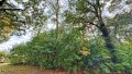 Baum-/Strauchbewuchs
