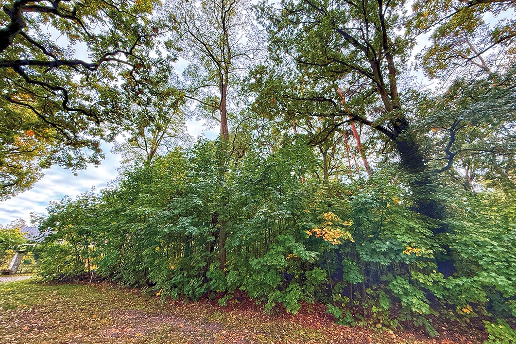 Baum-/Strauchbewuchs