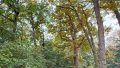 Baum-/Strauchbewuchs