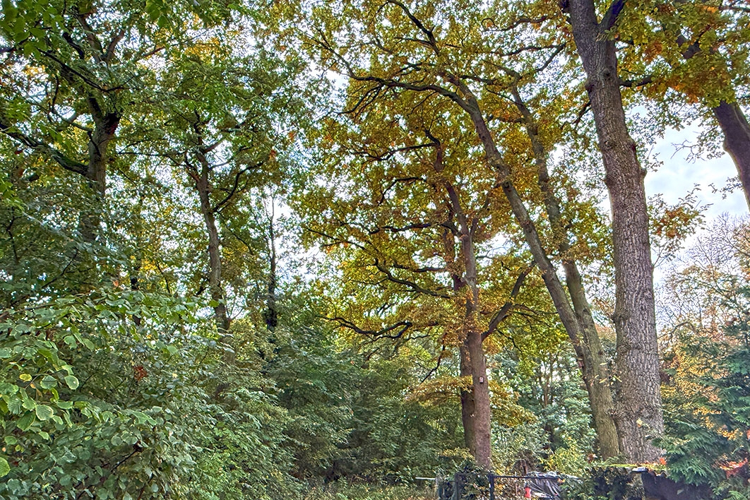 Baum-/Strauchbewuchs