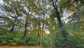 Baum-/Strauchbewuchs