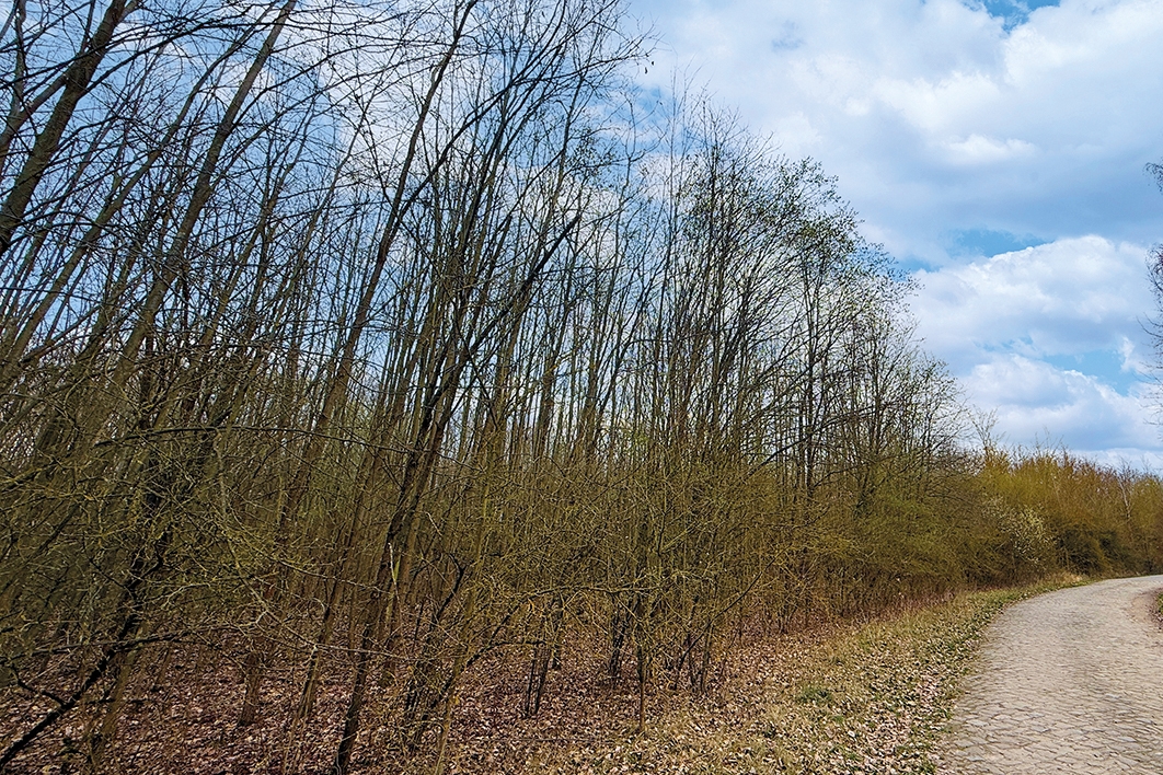 Wegblick auf das Grundstück