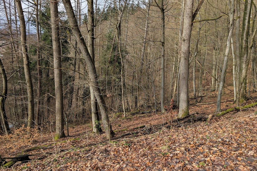 Blick auf Bestockung