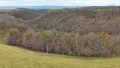 Blick auf den Wald