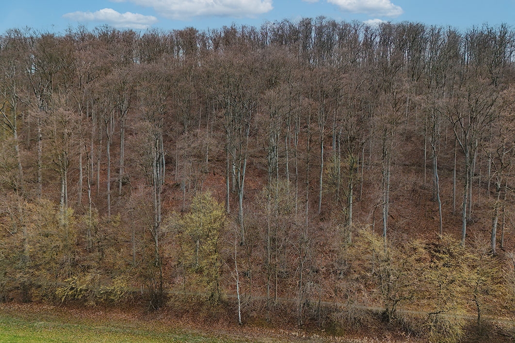 Bestockung