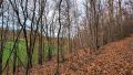 Blick auf Baumbestand