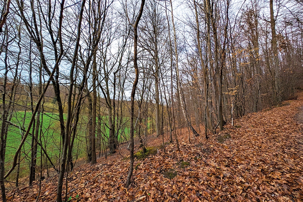 Blick auf Baumbestand