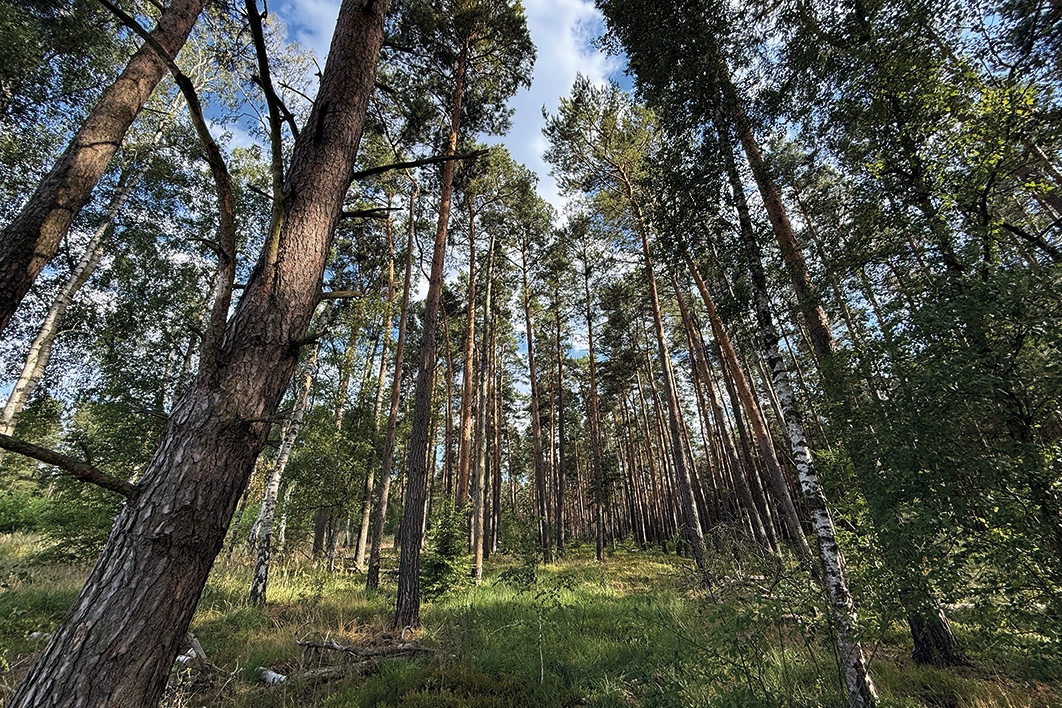 Bestockung