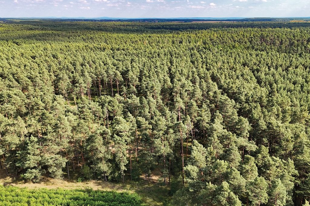 Blick auf Forst