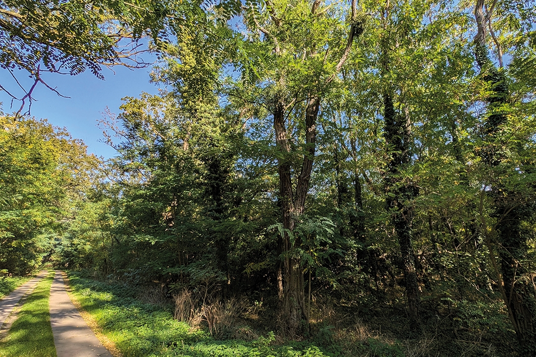 Straßenansicht Waldbestand