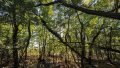 Waldbestand