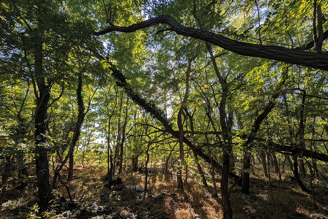 Waldbestand